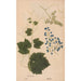 Ectypa vegetabilium Pl125 - Christian Gottlieb Ludwig — artwork view