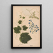Ectypa vegetabilium Pl125 - Christian Gottlieb Ludwig — framed artwork on a wall