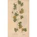 Ectypa vegetabilium Pl127 - Christian Gottlieb Ludwig — artwork view