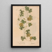 Ectypa vegetabilium Pl127 - Christian Gottlieb Ludwig — framed artwork on a wall