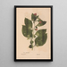 Reproduction of the painting Ectypa vegetabilium Pl128 - Christian Gottlieb Ludwig