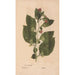 Reproduction of the painting Ectypa vegetabilium Pl128 - Christian Gottlieb Ludwig