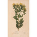 Ectypa vegetabilium Pl129 - Christian Gottlieb Ludwig — artwork view