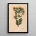 Ectypa vegetabilium Pl129 - Christian Gottlieb Ludwig — framed artwork on a wall