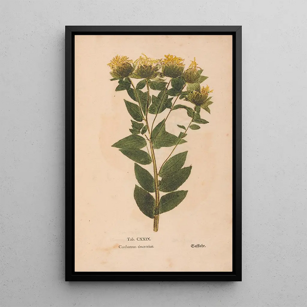 Ectypa vegetabilium Pl129 - Christian Gottlieb Ludwig — framed artwork on a wall