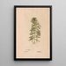 Reproduction of the painting Ectypa vegetabilium Pl130 - Christian Gottlieb Ludwig