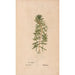 Reproduction of the painting Ectypa vegetabilium Pl130 - Christian Gottlieb Ludwig