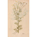 Ectypa vegetabilium Pl131 - Christian Gottlieb Ludwig — artwork view