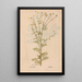 Ectypa vegetabilium Pl131 - Christian Gottlieb Ludwig — framed artwork on a wall
