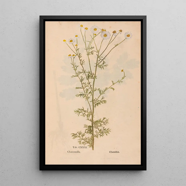 Ectypa vegetabilium Pl131 - Christian Gottlieb Ludwig — framed artwork on a wall