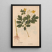 Reproduction of the painting Ectypa vegetabilium Pl132 - Christian Gottlieb Ludwig