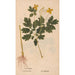 Reproduction of the painting Ectypa vegetabilium Pl132 - Christian Gottlieb Ludwig