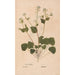 Ectypa vegetabilium Pl133 - Christian Gottlieb Ludwig — artwork view