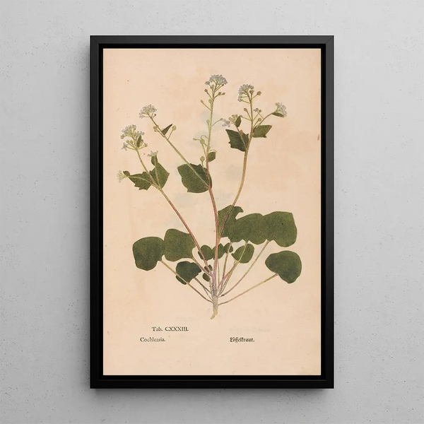 Ectypa vegetabilium Pl133 - Christian Gottlieb Ludwig — framed artwork on a wall