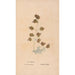 Ectypa vegetabilium Pl134 - Christian Gottlieb Ludwig — artwork view