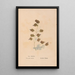 Ectypa vegetabilium Pl134 - Christian Gottlieb Ludwig — framed artwork on a wall