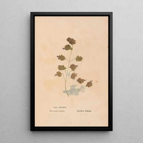 Ectypa vegetabilium Pl134 - Christian Gottlieb Ludwig — framed artwork on a wall