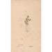 Reproduction of the painting Ectypa vegetabilium Pl135 - Christian Gottlieb Ludwig
