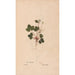 Ectypa vegetabilium Pl136 - Christian Gottlieb Ludwig — artwork view