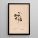 Ectypa vegetabilium Pl136 - Christian Gottlieb Ludwig — framed artwork on a wall