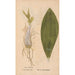 Ectypa vegetabilium Pl138 - Christian Gottlieb Ludwig — artwork view