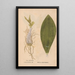 Ectypa vegetabilium Pl138 - Christian Gottlieb Ludwig — framed artwork on a wall