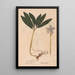Reproduction of the painting Ectypa vegetabilium Pl139 - Christian Gottlieb Ludwig