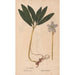 Reproduction of the painting Ectypa vegetabilium Pl139 - Christian Gottlieb Ludwig