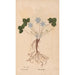 Ectypa vegetabilium Pl140 - Christian Gottlieb Ludwig — artwork view