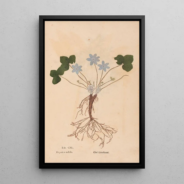 Ectypa vegetabilium Pl140 - Christian Gottlieb Ludwig — framed artwork on a wall