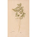 Reproduction of the painting Ectypa vegetabilium Pl141 - Christian Gottlieb Ludwig