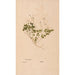 Ectypa vegetabilium Pl142 - Christian Gottlieb Ludwig — artwork view