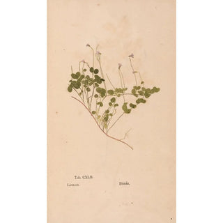 Christian Gottlieb Ludwig - Ectypa vegetabilium Pl142.webp