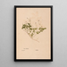 Ectypa vegetabilium Pl142 - Christian Gottlieb Ludwig — framed artwork on a wall