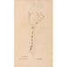 Reproduction of the painting Ectypa vegetabilium Pl143 - Christian Gottlieb Ludwig