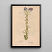 Reproduction of the painting Ectypa vegetabilium Pl144 - Christian Gottlieb Ludwig