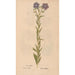 Reproduction of the painting Ectypa vegetabilium Pl144 - Christian Gottlieb Ludwig