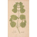Ectypa vegetabilium Pl145 - Christian Gottlieb Ludwig — artwork view