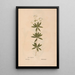 Reproduction of the painting Ectypa vegetabilium Pl146 - Christian Gottlieb Ludwig