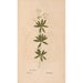 Reproduction of the painting Ectypa vegetabilium Pl146 - Christian Gottlieb Ludwig