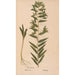 Ectypa vegetabilium Pl147 - Christian Gottlieb Ludwig — artwork view