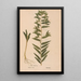Ectypa vegetabilium Pl147 - Christian Gottlieb Ludwig — framed artwork on a wall