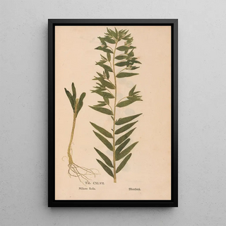 Christian Gottlieb Ludwig - Ectypa vegetabilium Pl147.webp