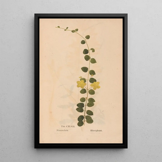 Christian Gottlieb Ludwig - Ectypa vegetabilium Pl148.webp