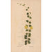 Reproduction of the painting Ectypa vegetabilium Pl148 - Christian Gottlieb Ludwig
