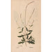 Ectypa vegetabilium Pl149 - Christian Gottlieb Ludwig — artwork view
