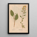 Reproduction of the painting Ectypa vegetabilium Pl150 - Christian Gottlieb Ludwig