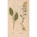 Reproduction of the painting Ectypa vegetabilium Pl150 - Christian Gottlieb Ludwig