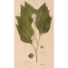 Ectypa vegetabilium Pl151 - Christian Gottlieb Ludwig — artwork view
