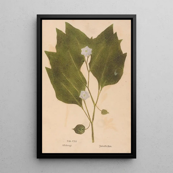Ectypa vegetabilium Pl151 - Christian Gottlieb Ludwig — framed artwork on a wall